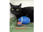 Adopt Mahomes Jr. a All Black Domestic Shorthair / Mixed Breed (Medium) / Mixed