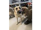 Adopt GEM a German Shepherd Dog / Mixed dog in Lindsay, CA (41007158)