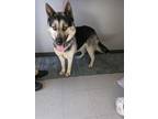 Adopt TOBY a German Shepherd Dog / Husky / Mixed dog in Lindsay, CA (40992990)