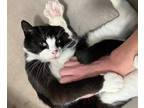 Adopt Jack / Missy a Domestic Shorthair / Mixed (short coat) cat in Monroe
