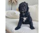 Aussiedoodle Puppy for sale in Land O Lakes, FL, USA
