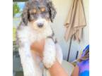 Aussiedoodle Puppy for sale in Land O Lakes, FL, USA