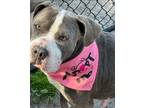 Adopt Sierra a Gray/Silver/Salt & Pepper - with White American Pit Bull Terrier