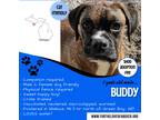 Adopt Buddy a Tricolor (Tan/Brown & Black & White) Boxer / Mixed dog in Wallace