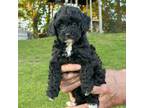 Cavapoo Puppy for sale in Coraopolis, PA, USA