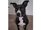 Adopt Baby a Black - with White American Staffordshire Terrier / Mixed dog in