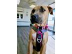 Adopt Bella a Tan/Yellow/Fawn American Staffordshire Terrier / Black Mouth Cur /