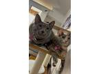 Adopt Bella a Gray or Blue (Mostly) Domestic Shorthair (short coat) cat in