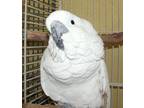 Adopt Gabby a Cockatoo bird in Edgerton, WI (29738784)