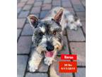 Adopt Baron a Gray/Blue/Silver/Salt & Pepper Schnauzer (Standard) / Mixed dog in