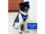 Adopt Oreo a White - with Black Munsterlander / Mixed dog in West Hollywood