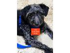 Adopt TiTi a Black Labradoodle / Patterdale Terrier (Fell Terrier) dog in West