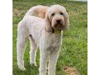 Adopt Jonny a White Goldendoodle / Mixed dog in Louisville, KY (37829965)