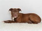 Adopt HOOCH a Brown/Chocolate Labrador Retriever / Pit Bull Terrier / Mixed dog