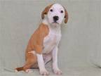 Adopt DANNY BOY a White Labrador Retriever / Mixed dog in Oroville