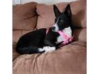 Adopt ESTELLE a Black - with White Collie / Mixed dog in Victoria, TX (40066229)