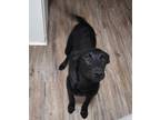 Adopt MONICA a Black Labrador Retriever / Mixed dog in Victoria, TX (40121611)