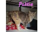Adopt Pattie a Calico or Dilute Calico Calico / Mixed (short coat) cat in Perry