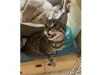 Adopt Violet a Tan or Fawn Tabby Domestic Shorthair (short coat) cat in Marina