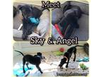 Adopt Angel a Black Great Dane / Mixed dog in Dallas, TX (41006198)