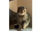 Adopt Mira a Brown or Chocolate Scottish Fold / Mixed (short coat) cat in