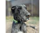 Adopt Titan a Great Dane / Mixed dog in Vail, AZ (41006146)