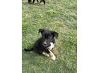 Adopt Rocky a Black - with White Husky / Australian Shepherd / Mixed dog in