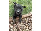 Adopt Chase a Black - with White Husky / Australian Shepherd / Mixed dog in