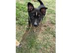 Adopt Rubble a Black - with Tan, Yellow or Fawn Husky / Australian Shepherd /