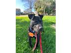 Adopt Cody a Black Pit Bull Terrier / Mixed dog in Woodland, CA (40964883)