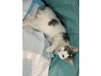Adopt Zuri a White (Mostly) American Shorthair (short coat) cat in Port