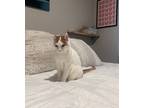 Adopt Ginger a White (Mostly) Domestic Shorthair / Mixed (short coat) cat in