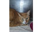 Adopt Peaches a Domestic Shorthair cat in Roanoke, VA (41005949)