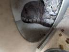 Adopt Beethoven a Domestic Shorthair cat in Roanoke, VA (41005948)