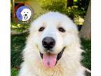 Adopt Rocky a White Great Pyrenees / Mixed dog in Portland, OR (39544516)