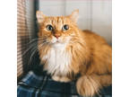 Adopt Chipotle a Orange or Red Domestic Longhair / Mixed Breed (Medium) / Mixed