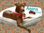 Adopt Acorn a Brown/Chocolate American Pit Bull Terrier dog in Alvin