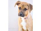 Adopt Keeva a Tan/Yellow/Fawn - with White Pit Bull Terrier / Mixed dog in