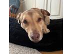 Adopt Ruby a Tan/Yellow/Fawn Shepherd (Unknown Type) / Mixed dog in Wheaton