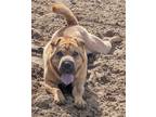 Adopt Leo a Tan/Yellow/Fawn Shar Pei / Mixed dog in Lincoln, MI (39253215)