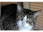 Adopt Ollie a Tiger Striped Tabby (short coat) cat in Okeechobee, FL (41005494)