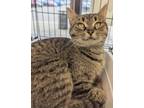 Adopt Sal a Brown Tabby Tabby (short coat) cat in Fairborn, OH (40921712)