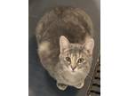 Adopt Nakita a Gray or Blue Domestic Shorthair / Domestic Shorthair / Mixed cat