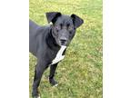 Adopt Calliope a Black Mixed Breed (Large) / Mixed dog in DeKalb, IL (40999493)