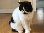 Adopt Sally a Black & White or Tuxedo Exotic (medium coat) cat in Ardsley
