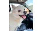 Adopt Stella a White Pomeranian / Mixed (short coat) dog in Irmo, SC (41005432)