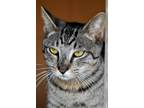 Adopt Benjamin a Brown Tabby Tabby (short coat) cat in Okeechobee, FL (41005398)