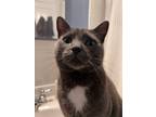 Adopt Momo a Gray or Blue Domestic Shorthair (short coat) cat in Ardsley