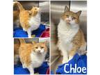 Adopt Chloe a Orange or Red Domestic Shorthair / Domestic Shorthair / Mixed cat