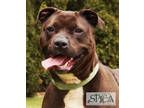 Adopt Bertha a Black American Pit Bull Terrier / Mixed dog in Williamsport